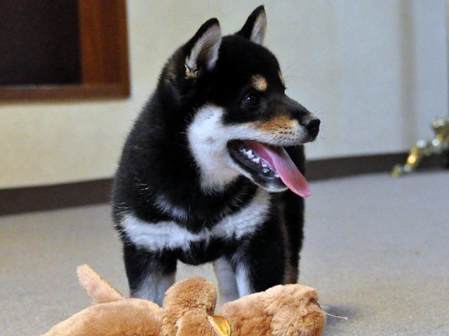 DSC_0004SHIBA