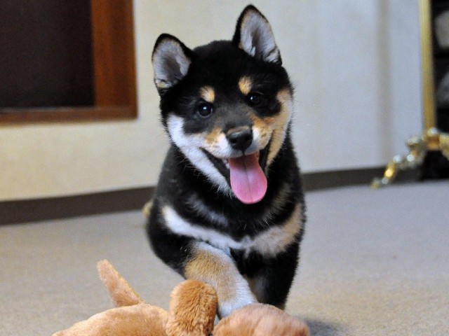 DSC_0009SHIBA