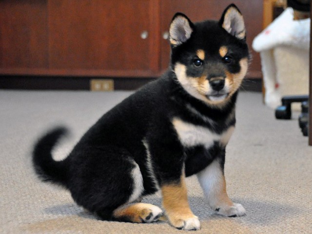 DSC_0017SHIBA