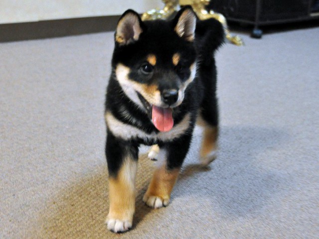 DSC_0113SHIBA