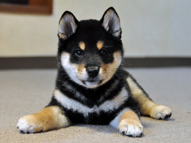 DSC_0160SHIBA