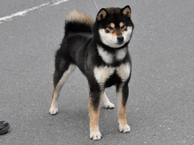 DSC_0295shiba