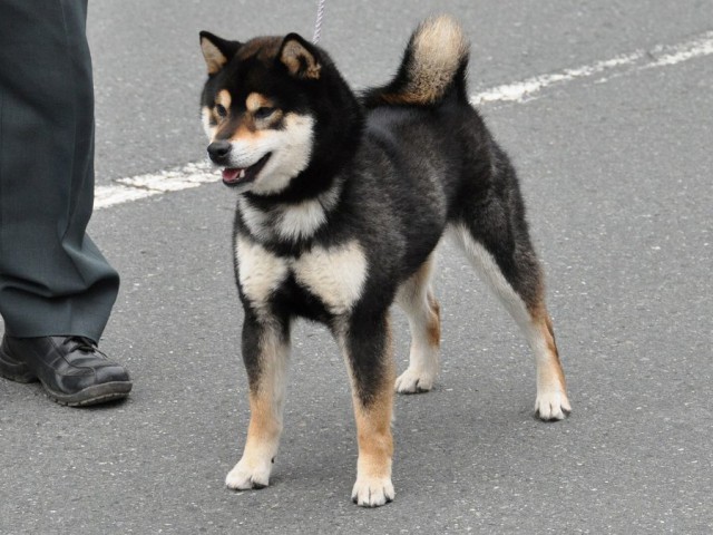 DSC_0326shiba