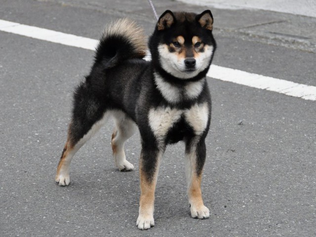 DSC_0374shiba