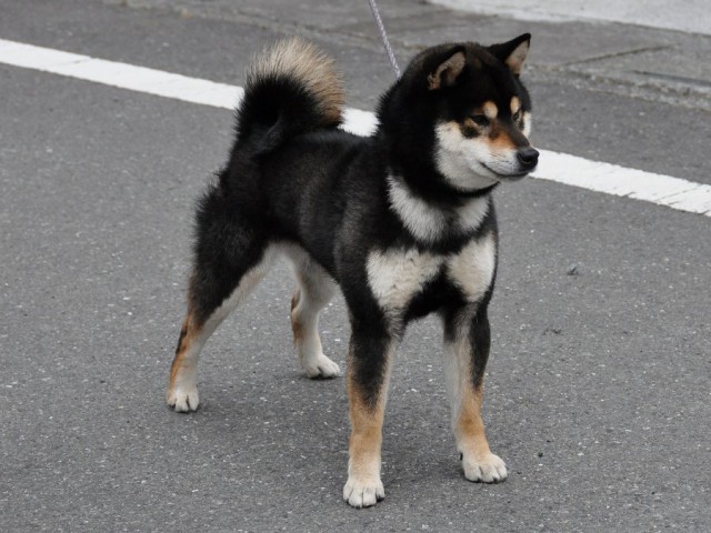 DSC_0385shiba