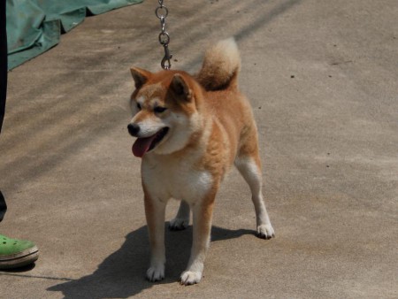 IMG_1696-shibainu-puppy