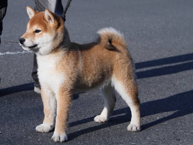 IMG_2008Shiba