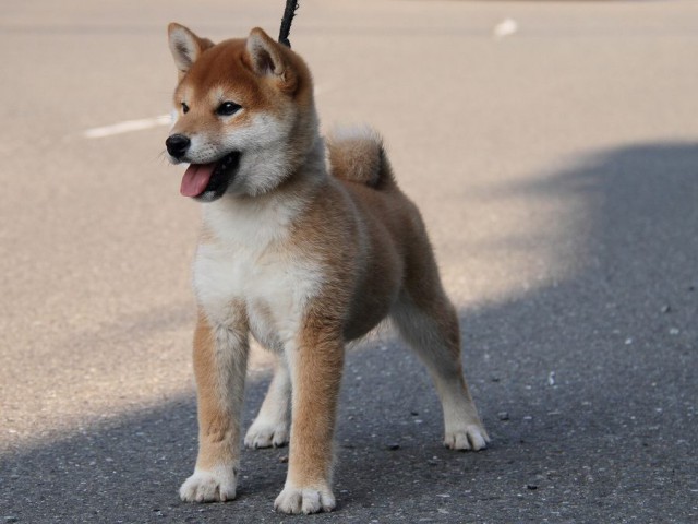 IMG_2027Shiba