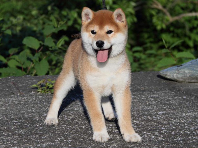 IMG_2042Shiba