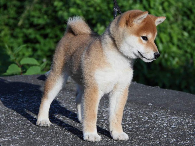 IMG_2064Shiba