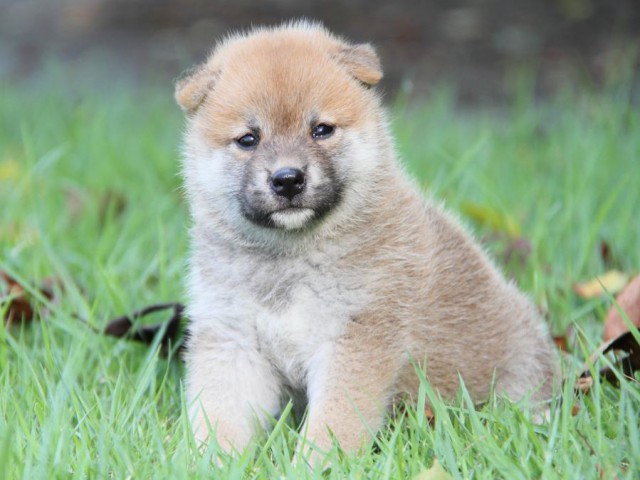 IMG_2543-shibainu-puppy