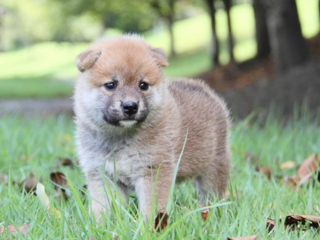 IMG_2568-shibainu-puppy