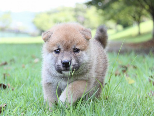 IMG_2585-shibainu-puppy