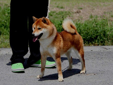 IMG_9096shibainu-titi