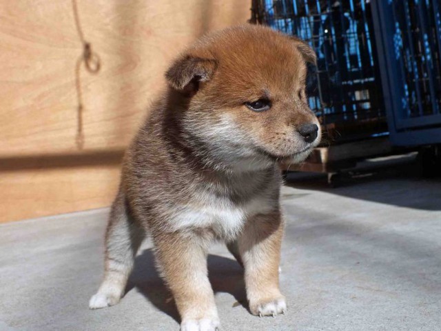 DSCF2447-shibainu-koinu