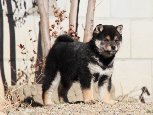 IMG_0026-shibainu-koinu