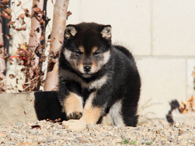 IMG_0031-shibainu-koinu