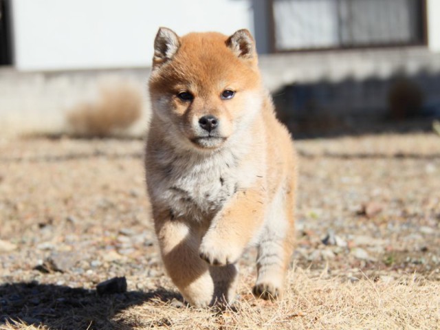 IMG_0075-shibainu-koinu