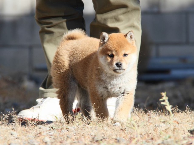 IMG_0083-shibainu-koinu