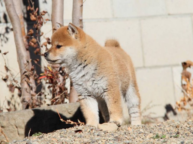 IMG_0102-shibainu-koinu