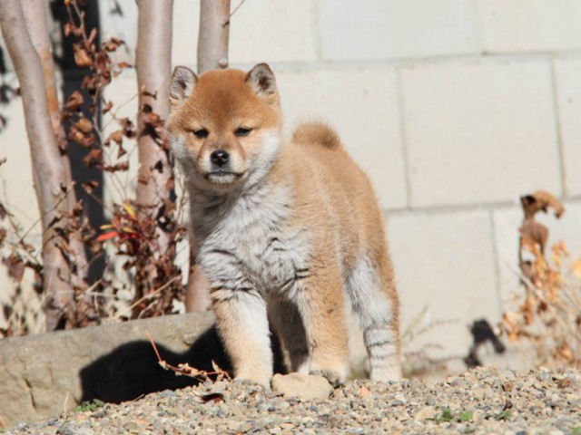 IMG_0105-shibainu-koinu