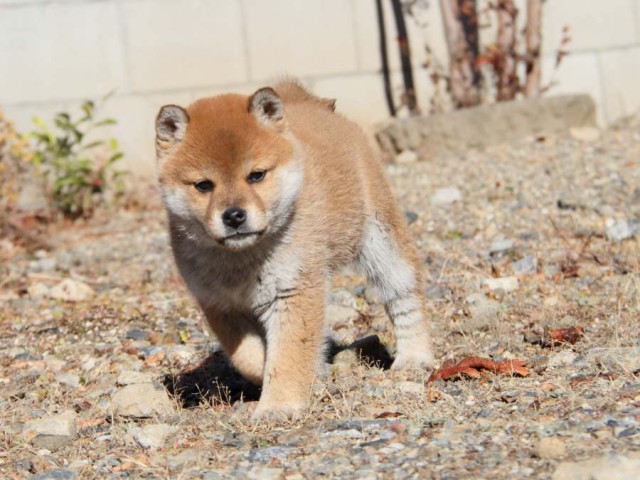 IMG_0126-shibainu-koinu