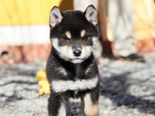 IMG_0482-shibainu-koinu