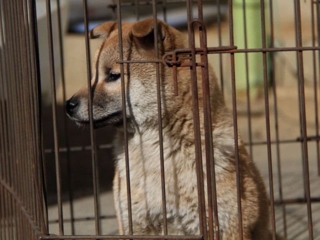 IMG_1136-shibainu-koinu