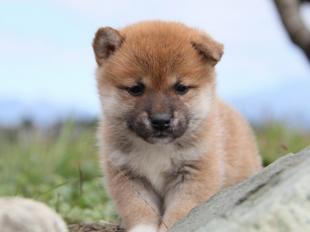 IMG_2430-shibainu-koinu