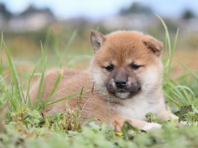 IMG_2462-shibainu-koinu