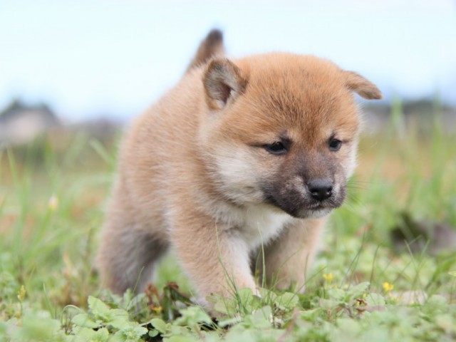 IMG_2472-shibainu-koinu