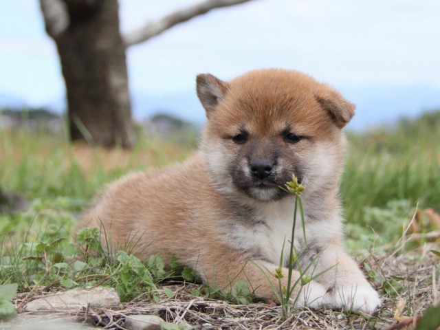 IMG_2486-shibainu-koinu