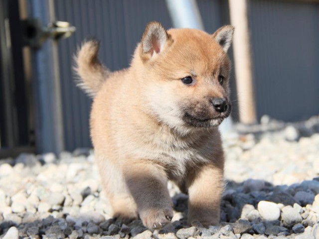 IMG_2695-shibainu-koinu