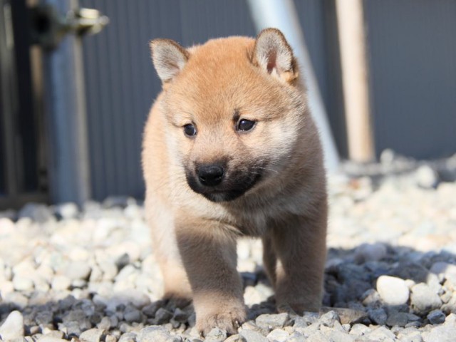 IMG_2696-shibainu-koinu