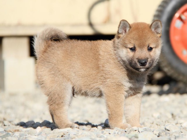 IMG_2710-shibainu-koinu