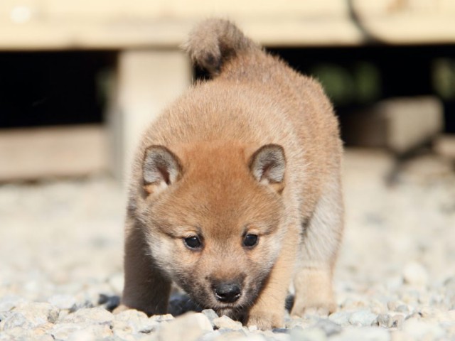 IMG_2713-shibainu-koinu