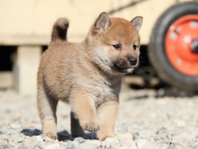 IMG_2716-shibainu-koinu