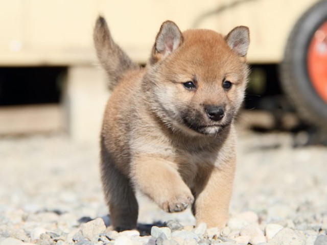 IMG_2720-shibainu-koinu