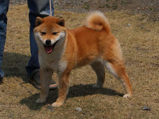 IMG_2749-shiba-shiba-puppy