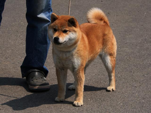 IMG_2766-shiba-shiba-puppy