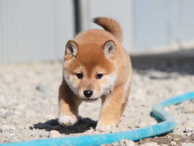 IMG_5093-shibainu-koinu