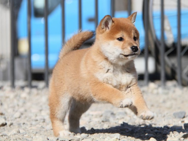 IMG_5139-shibainu-koinu