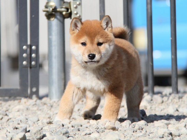 IMG_5168-shibainu-koinu