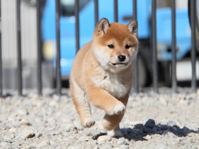 IMG_5173-shibainu-koinu