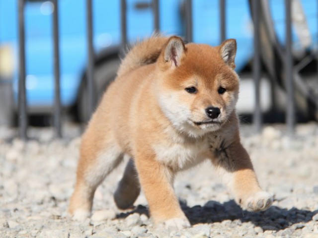 IMG_5174-shibainu-koinu