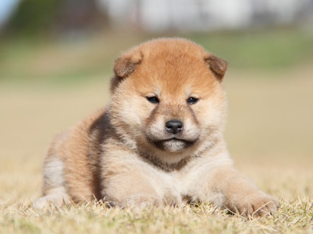 IMG_5288-shibainu-koinu