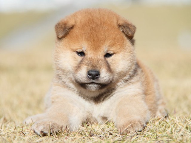 IMG_5292-shibainu-koinu