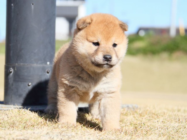 IMG_5377-shibainu-koinu