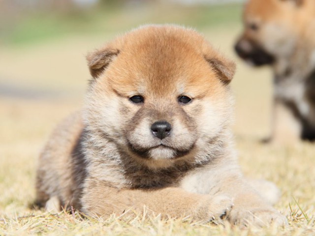 IMG_5515-shibainu-koinu