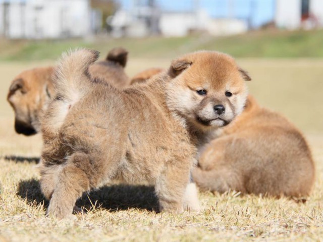 IMG_5531-shibainu-koinu